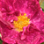 Rózsaszín - Történelmi - gallica rózsa - Alain Blanchard